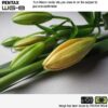 دوربین عکاسی پنتکس PENTAX WG-8